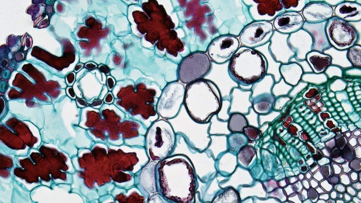 biologie moderne