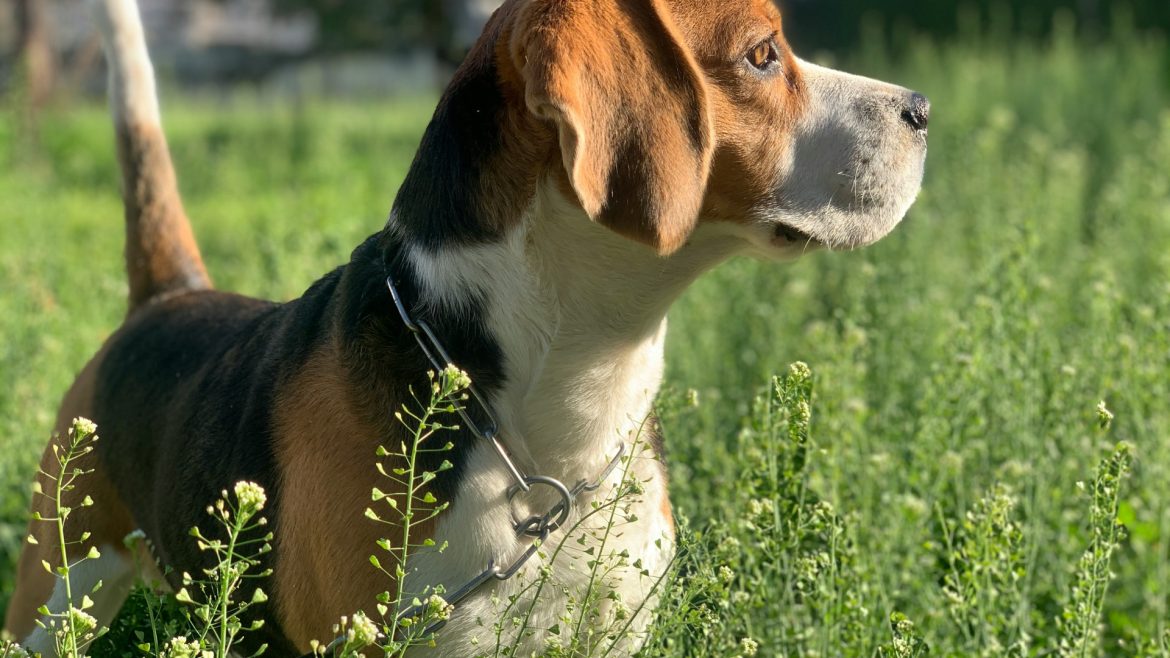 Chasse en toute sérénité : garantissez la santé de votre chien avec une assurance