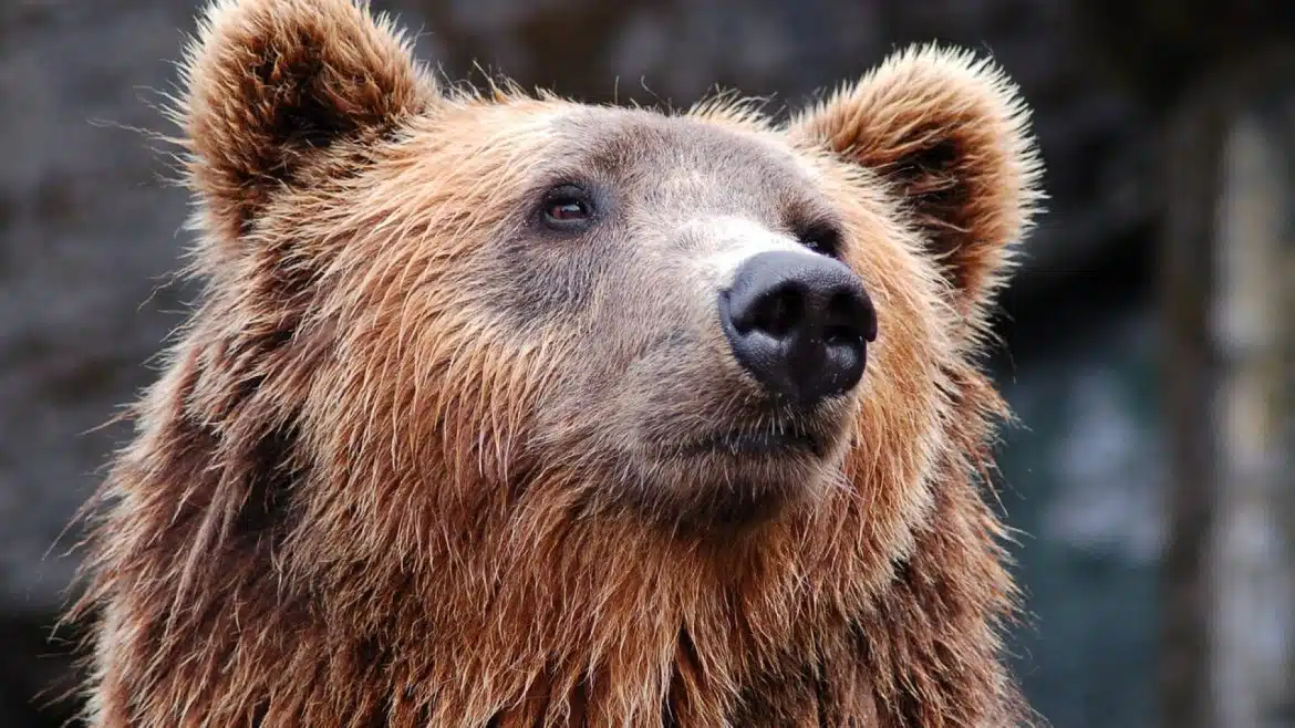 Randonnée pédestre : comment réagir face à un Ours ?